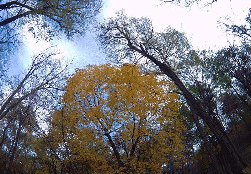 Fifefly-6s-Photo-Sample- arbre couleur jaune