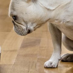 Bien choisir son aspirateur robot spécialisé dans les poils d’animaux